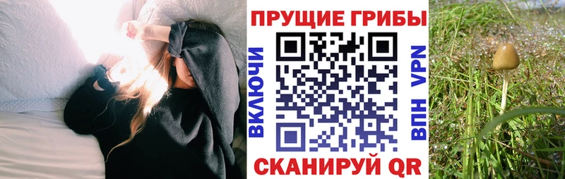как найти закладки Чехов Псилоцибиновые грибы прущие грибы